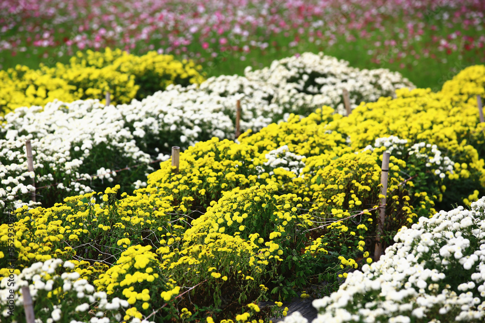 Obraz premium Florist's daisy,Chrysanthemum flowers,many beautiful yellow and white Chrysanthemum flowers blooming in the plantation in autumn