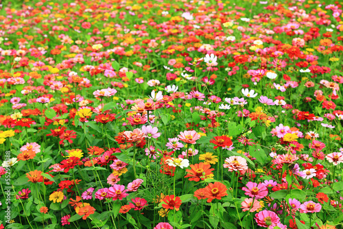 beautiful scenery of blooming Cosmos bipinnatus,Garden cosmos,Mexican aster flowers,many colorful Cosmos flowers blooming in the garden 