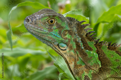 Kopf eines jungen Gr  nen Leguans in der Seitenansicht vor gr  nem Hintergrund in Costa Rica