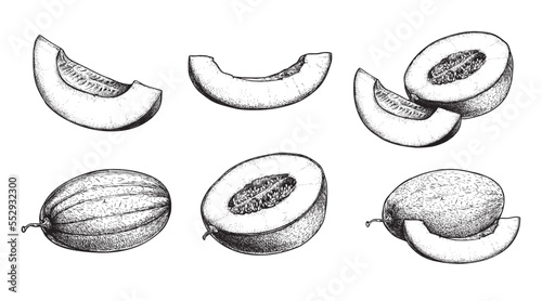 Hand drawn sketch style melon set. Exotic summer fruit. Whole and sliced melon. best for market and package designs. vector illustrations.