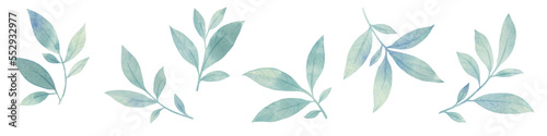 set of watercolor leaves. graceful leaves for design, postcards, invitations, prints. Delicate branches illustration