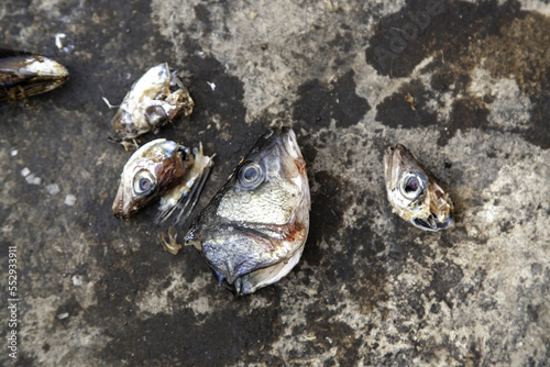 Fish heads in the trash photo