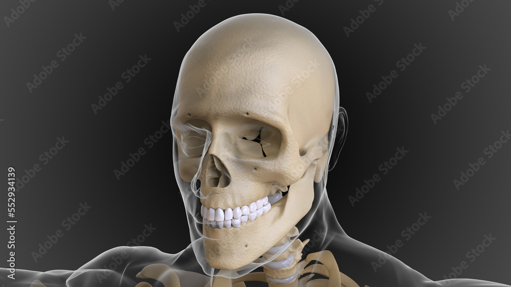 The bony skeleton is divided into 2 parts axial skeleton and ...