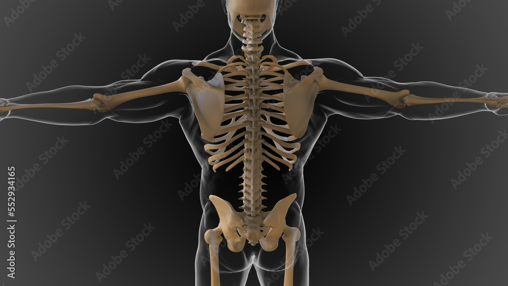 The bony skeleton is divided into 2 parts axial skeleton and appendicular skeleton 3D