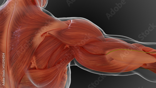 muscular system is an organ system responsible for providing strength 3D
