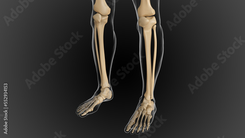 The bony skeleton is divided into 2 parts axial skeleton and appendicular skeleton 3D