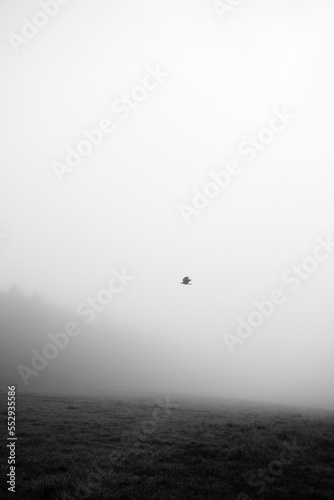 霧の中のカラス