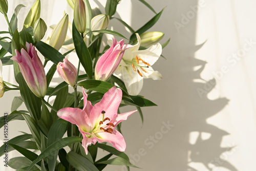 Fototapeta Naklejka Na Ścianę i Meble -  Pink delicate lilies close-up. Beautiful flowers in a warm light. Authentic background. Aesthetic romantic natural design. The concept of a holiday, Birthday, Mother's Day. Macro photo flowers