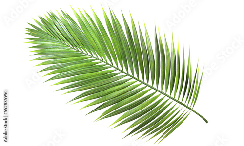 Clear tropics green palm foliage cut out transparent background 3d rendering