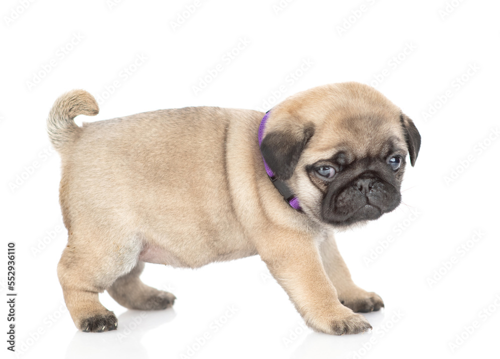 Tiny pug puppy standing in side view and looking at camera. isolated on white background