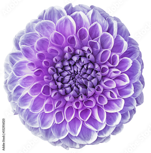 Purple dahlia. Flower on a white isolated background with clipping path. For design. Closeup. Nature. © nadezhda F