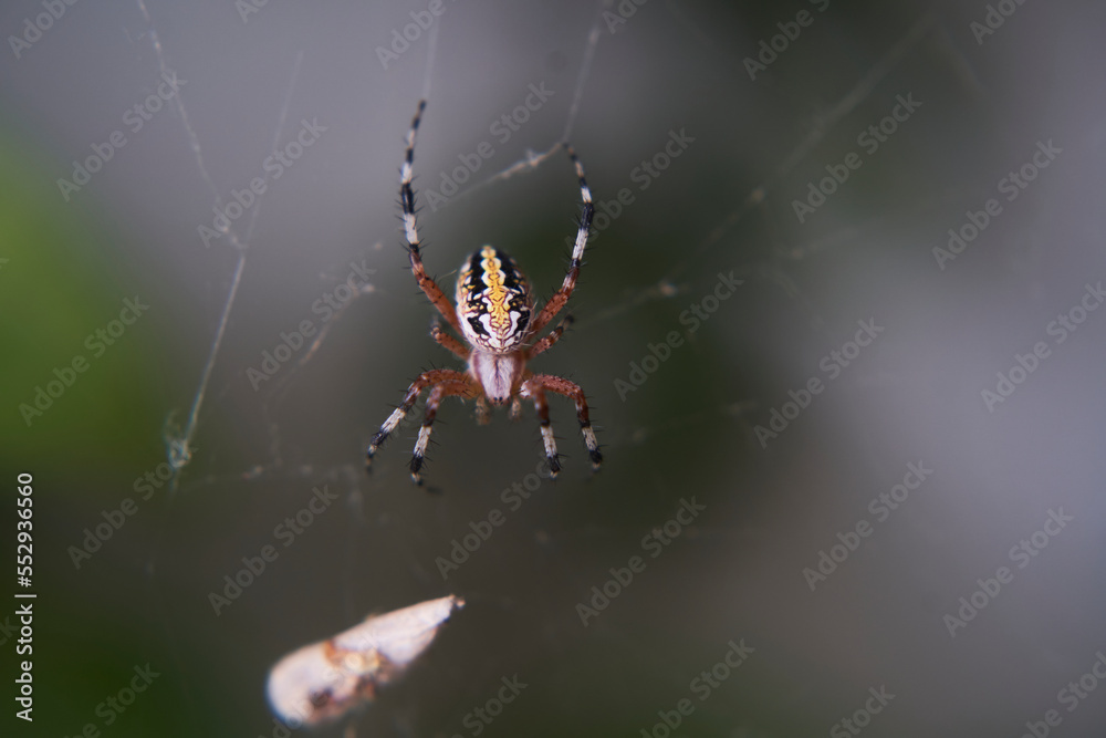 Spider Spider