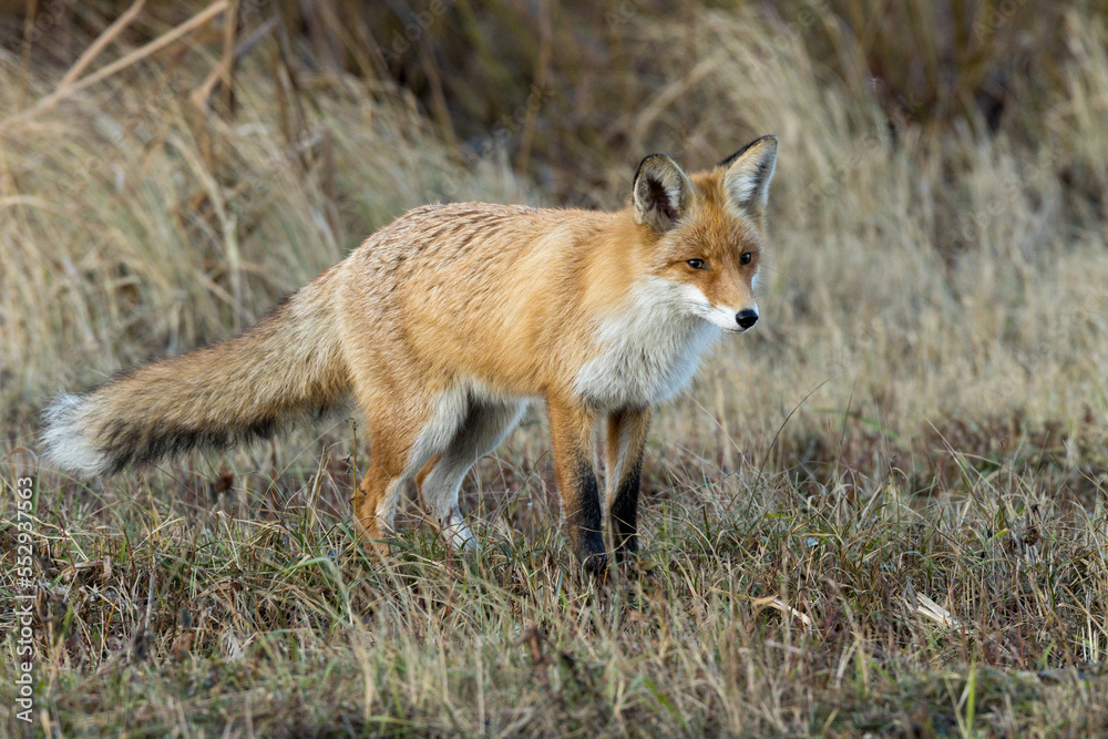 Vulpes vulpes, Red fox