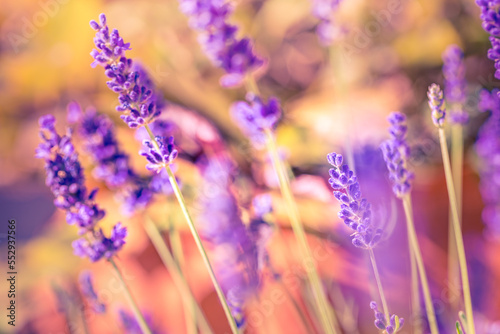 Provence nature background. Abstract lavender field in sunlight. Macro of blooming violet lavender flowers. Summer concept, selective focus. Dream colors artistic nature spring summer beauty