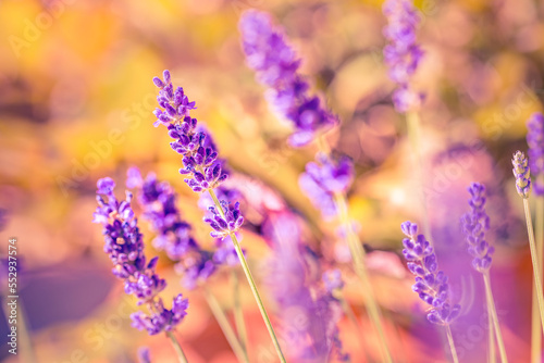 Provence nature background. Abstract lavender field in sunlight. Macro of blooming violet lavender flowers. Summer concept  selective focus. Dream colors artistic nature spring summer beauty