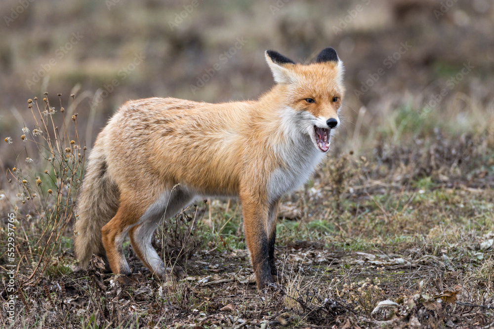 Vulpes vulpes, Red fox