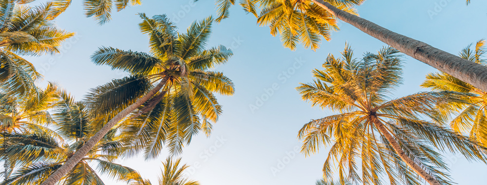 Summer vacation banner. Romantic vibes of tropical palm tree sunlight on sky background. Outdoor sunset exotic foliage closeup nature landscape. Coconut palm trees shining sun over bright sky panorama - obrazy, fototapety, plakaty 