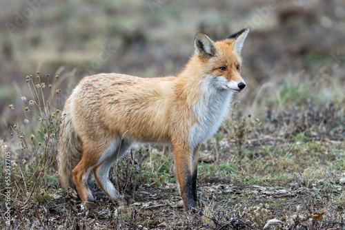 Vulpes vulpes, Red fox © fotoparus