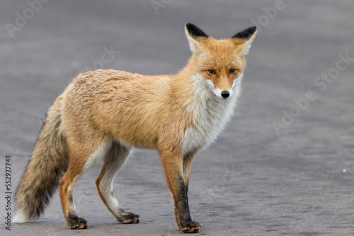 Vulpes vulpes, Red fox © fotoparus
