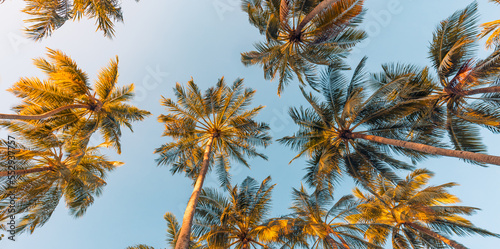 Summer beach vacation. Inspiration moody tropical palm trees with sunlight on sky background. Outdoor sunset exotic foliage closeup nature landscape. Coconut palm trees and shining sun over bright sky