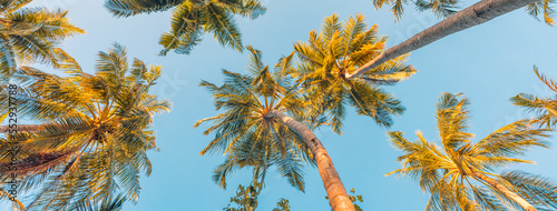 Summer vacation banner. Romantic vibes of tropical palm tree sunlight on sky background. Outdoor sunset exotic foliage closeup nature landscape. Coconut palm trees shining sun over bright sky panorama