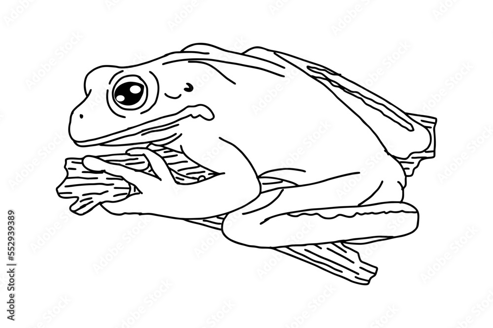 White-lipped tree frog White-lipped tree frog