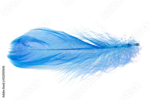 Elegant blue fluffy feather isolated on the white background