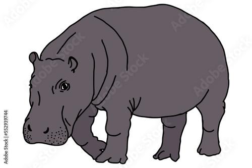 Big hippopotamus © Arief