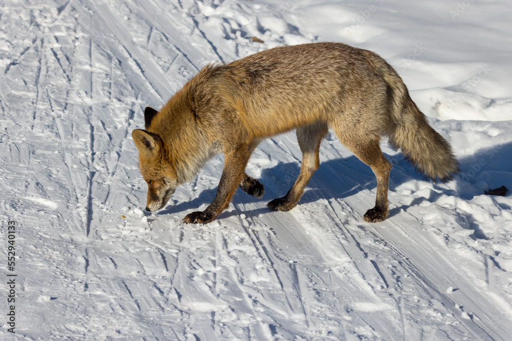 Fototapeta premium Vulpes vulpes, Red fox