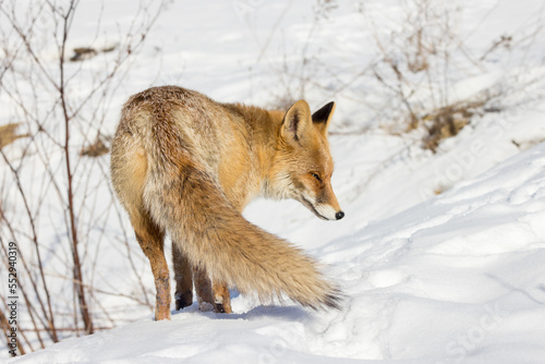 Obraz na plátně Vulpes vulpes, Red fox