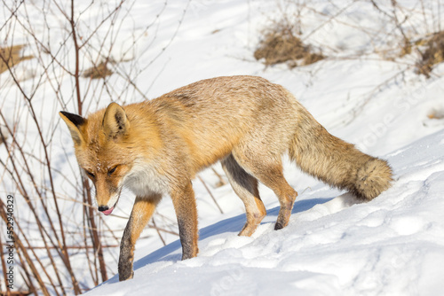 Vulpes vulpes, Red fox