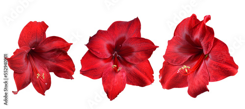 Red Amaryllis flower isolated on transparent background, PNG.