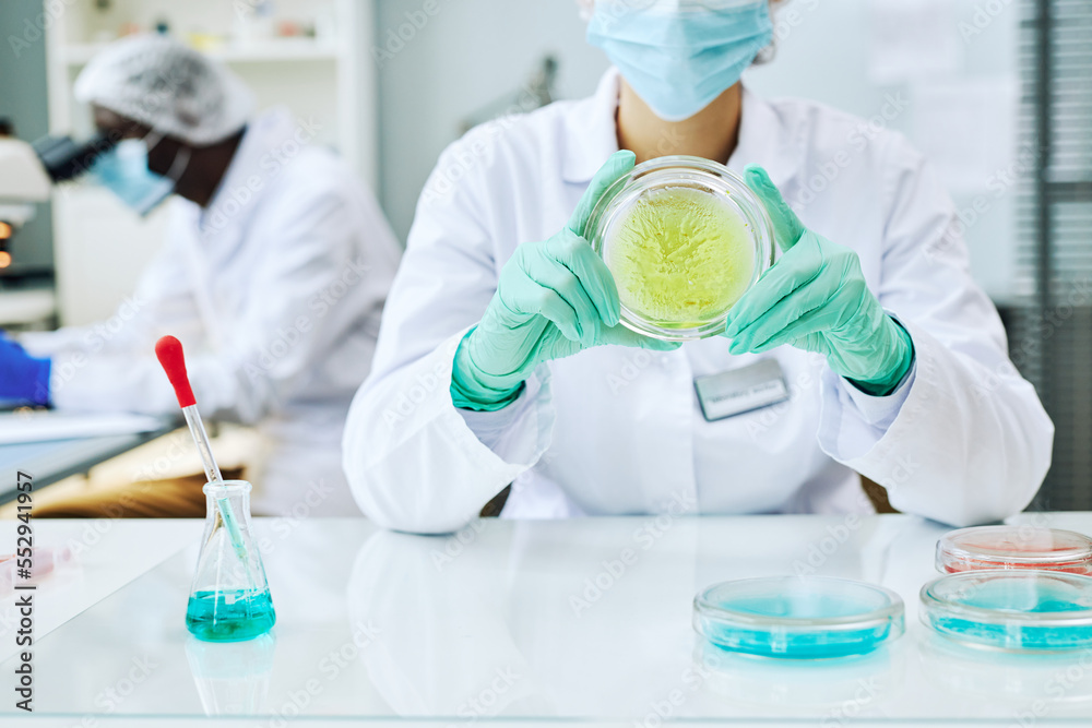 Cropped shot of female scientist holding petri dish doing experiments with colored liquid, copy space Cropped shot of female scientist holding petri dish doing experiments with colored liquid, copy space