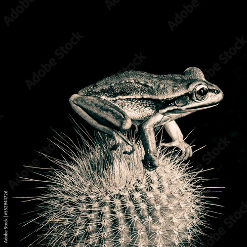 A Golden Bell Frog sitting on a Cactus photo