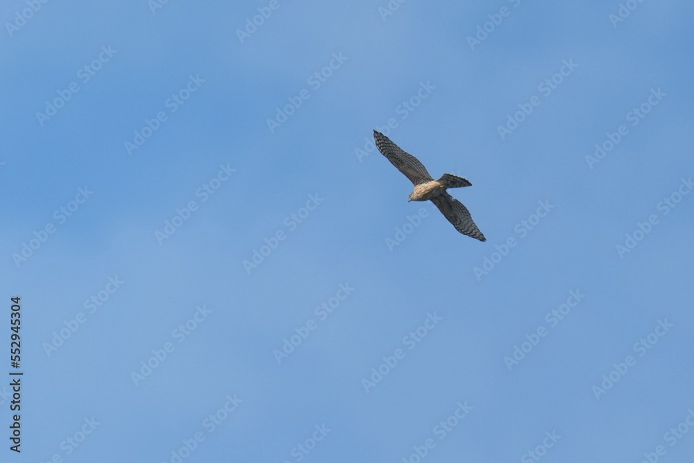 northern goshawk in flight