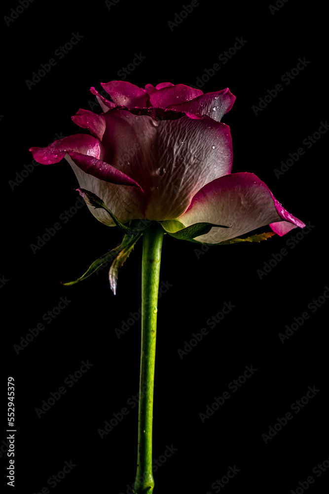 Macro dark burgundy rose on a stem on a black background. Soft focus Macro dark burgundy rose on a stem on a black background. Soft focus