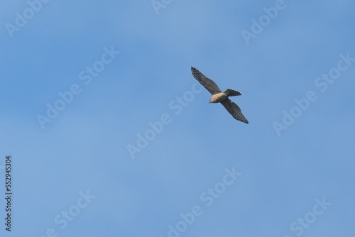 northern goshawk in flight
