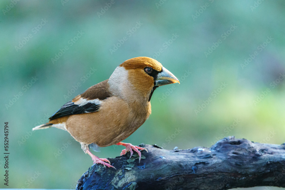 Obraz premium Kernbeißer auf Ast