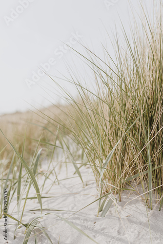 Dried grass stems on beach with white sand. Neutral beige colours nature landscape