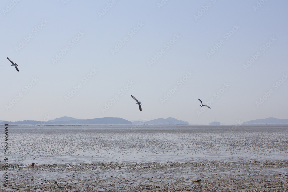Fototapeta premium Seagulls gathering on the sea