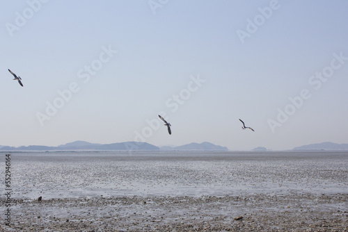 Seagulls gathering on the sea