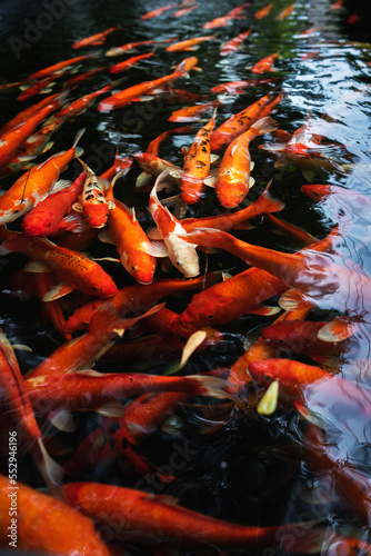 Fancy Carps Fish or Koi swimming in a pond.