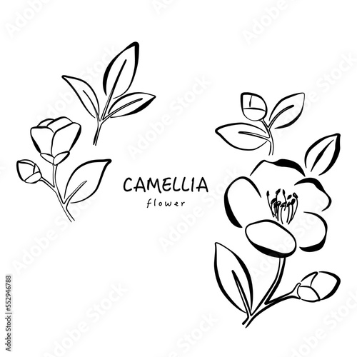 Fotografía Hand drawn camellia flowers illustration