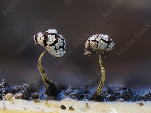 Fruchtkörper eines Myxomyceten photo