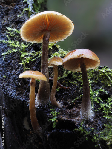 Pilze an Totholz im Eifelwald