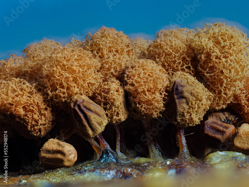 Fruchtkörper eines Myxomyceten photo