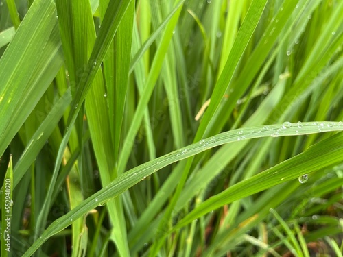 Beautiful dewy grass vegetation of paddy green rice field.
