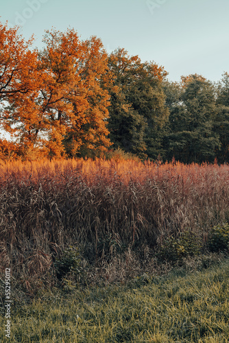 le marais aux couleurs de l'automne