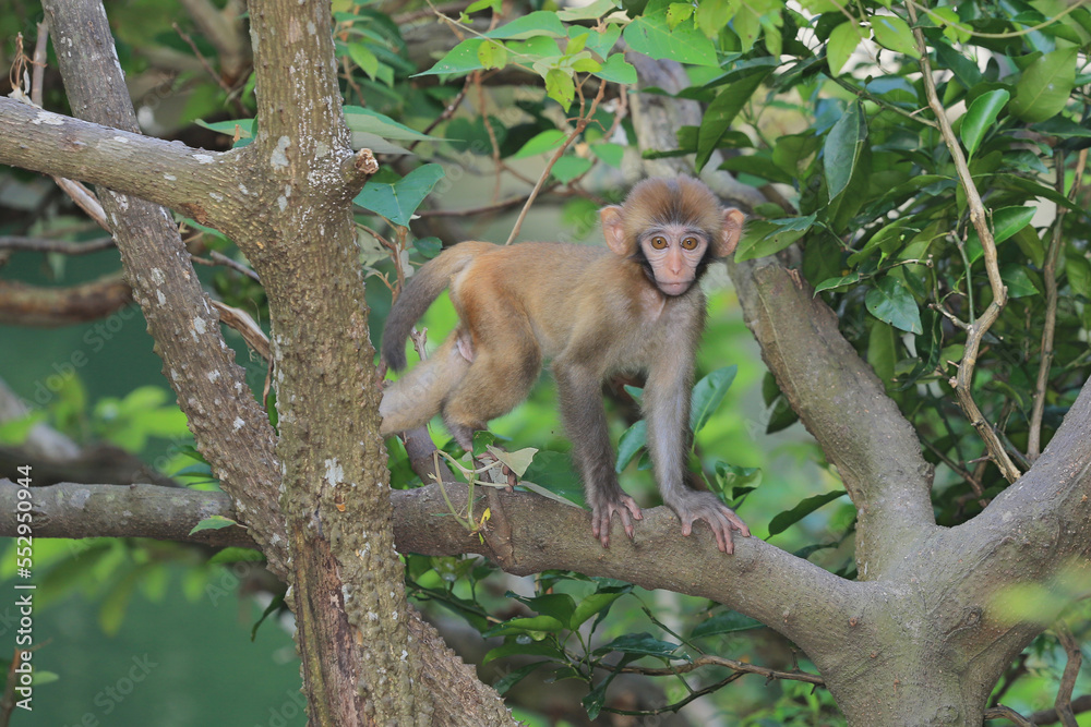 monkey in Kam Shan Country Park, hong kong monkey in Kam Shan Country Park, hong kong