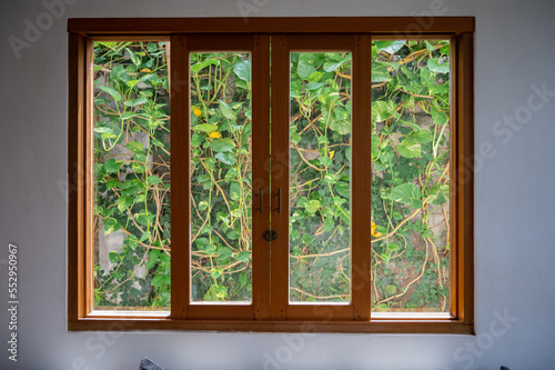 Wooden window lattice overgrown with greenery background